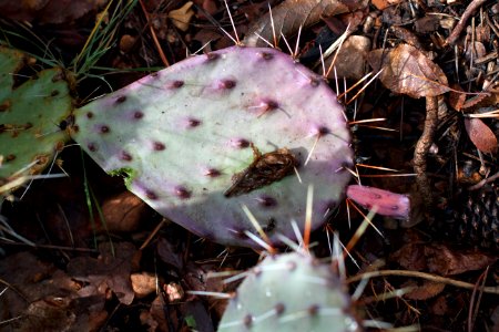 CACTUS PAD DOWN IN SECTOR 5