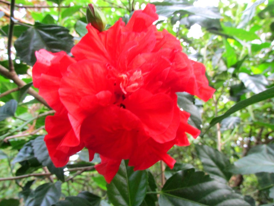 Imagem 039