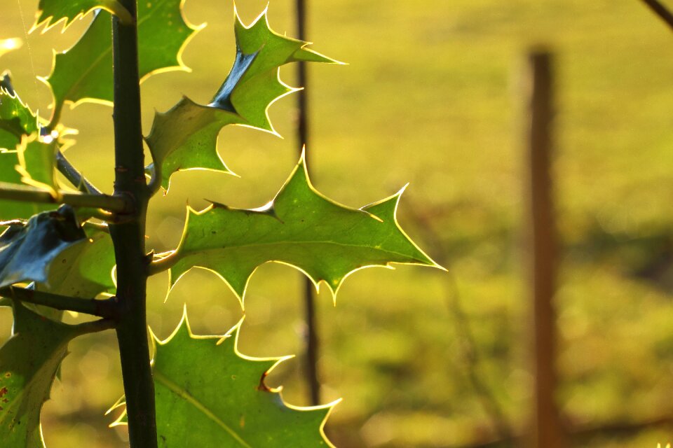 Holly bush backlighting