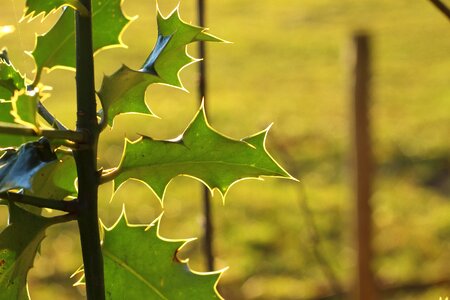 Holly bush backlighting