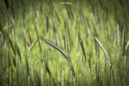 Grain wheat grain republic arable farming photo