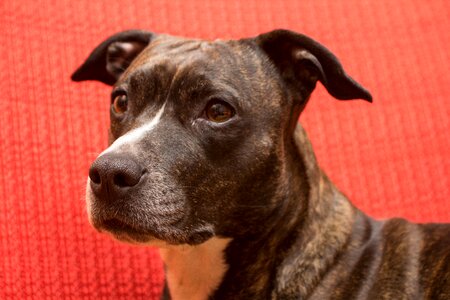 Portrait amstaff mood