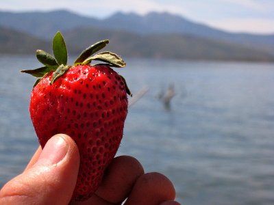 Strawberry By the Lake photo