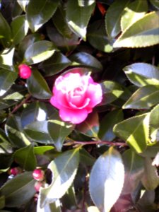 Camellia photo