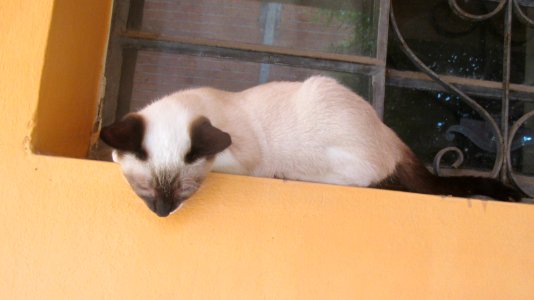 Imagem 032