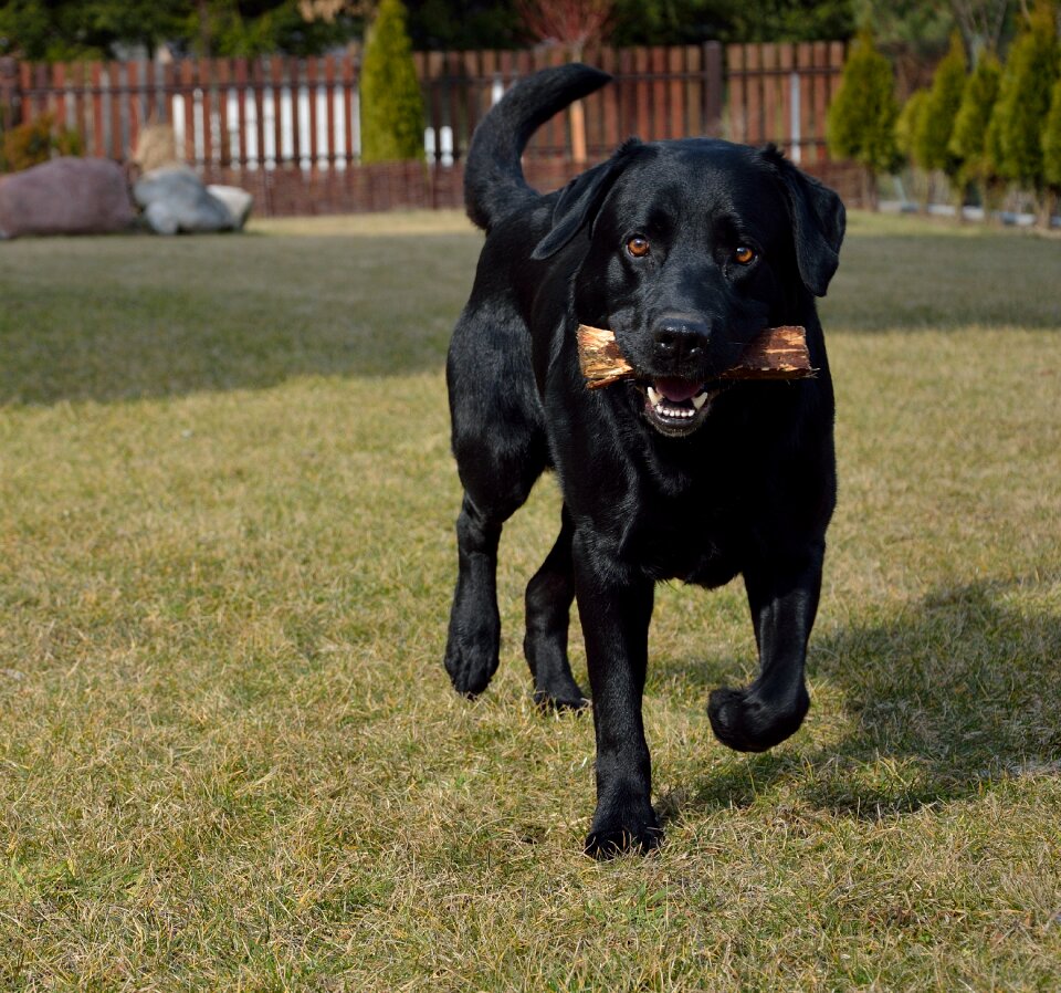 Dog animal aport