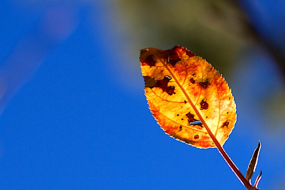 Autumn Persistence
