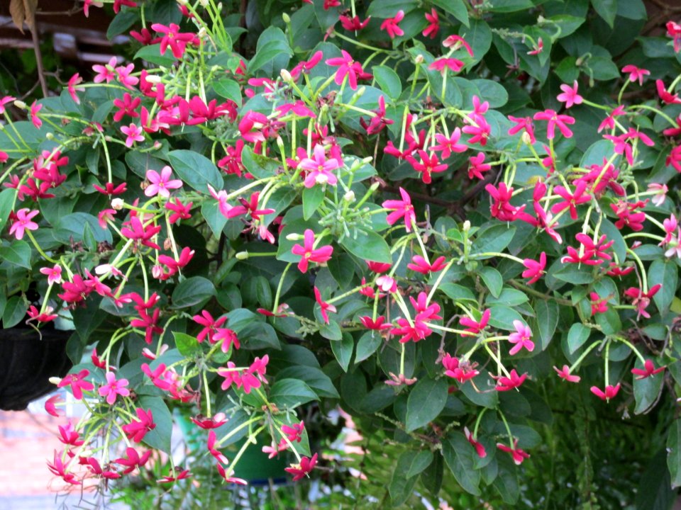 Francisca's garden