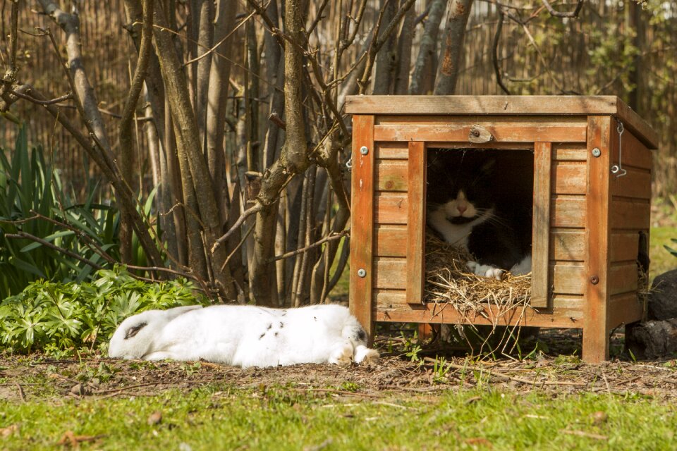 Cat bunny pet