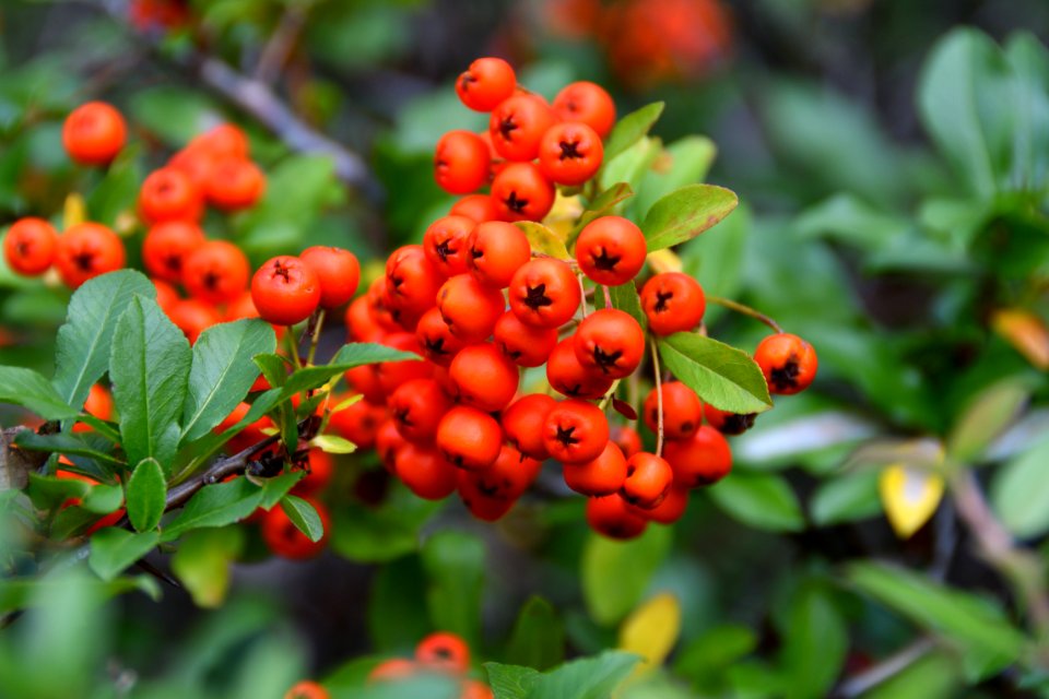 Mountain ash photo