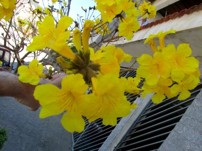 Imagem 005