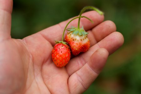 A Few More Late Season Strawberries