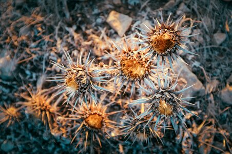 Botany botanist floral