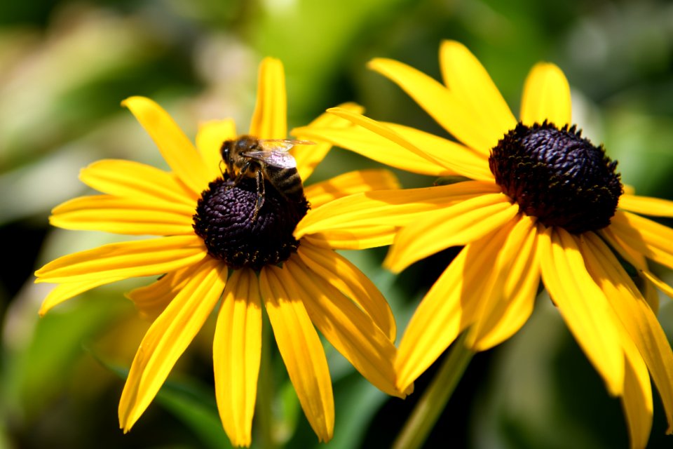 Flowers with yellow petals and brown middle