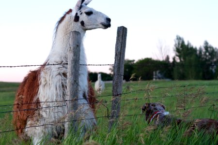 Llama Meet Dog