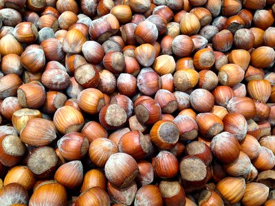 Hazelnuts hazel dried fruit