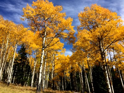 Aspen Convergence