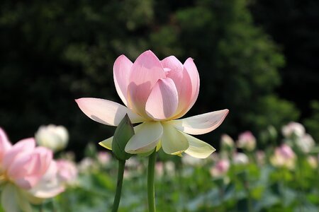 Bloom blossom water