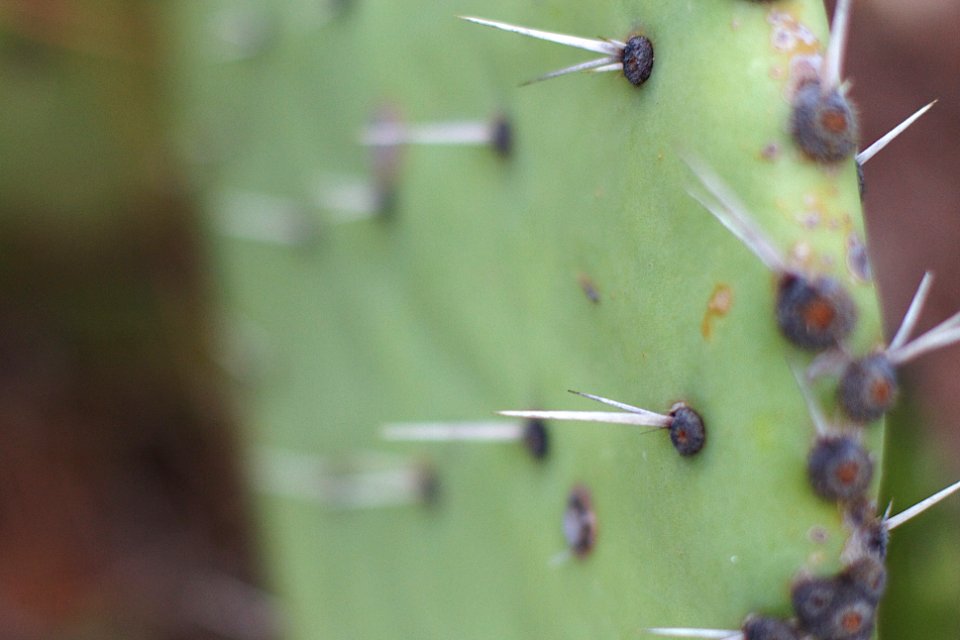 Neat Rows of Spikes