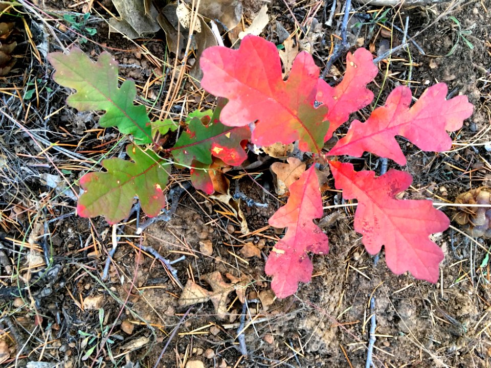 Spotting Bits of Red Oak Color