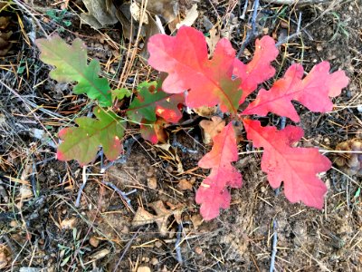 Spotting Bits of Red Oak Color