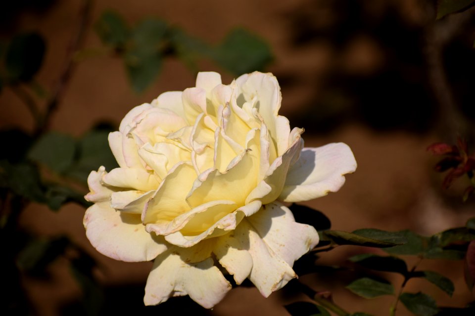 White Rose