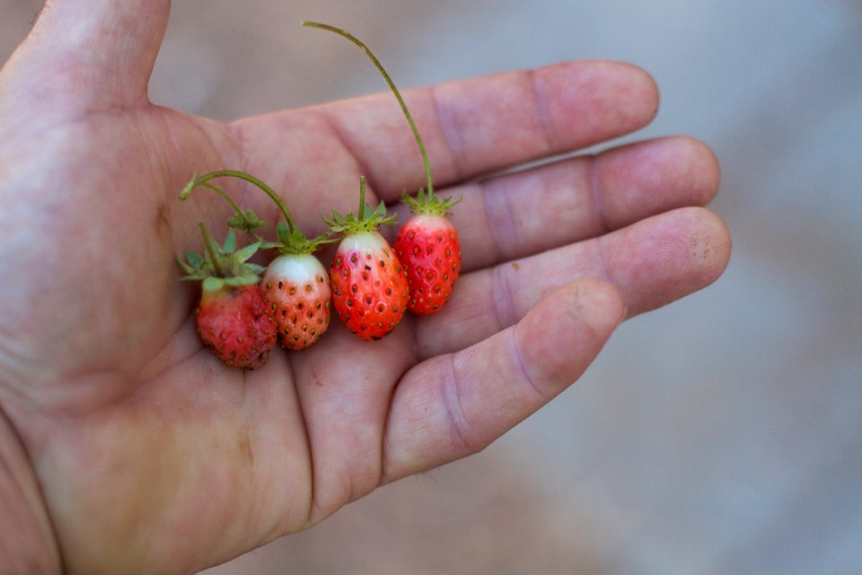 Meet The Berries!