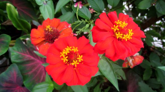 Imagem 023