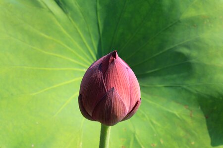 Flower blossom bloom photo