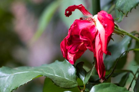 Rose is Melting
