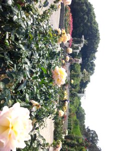 Rose garden photo