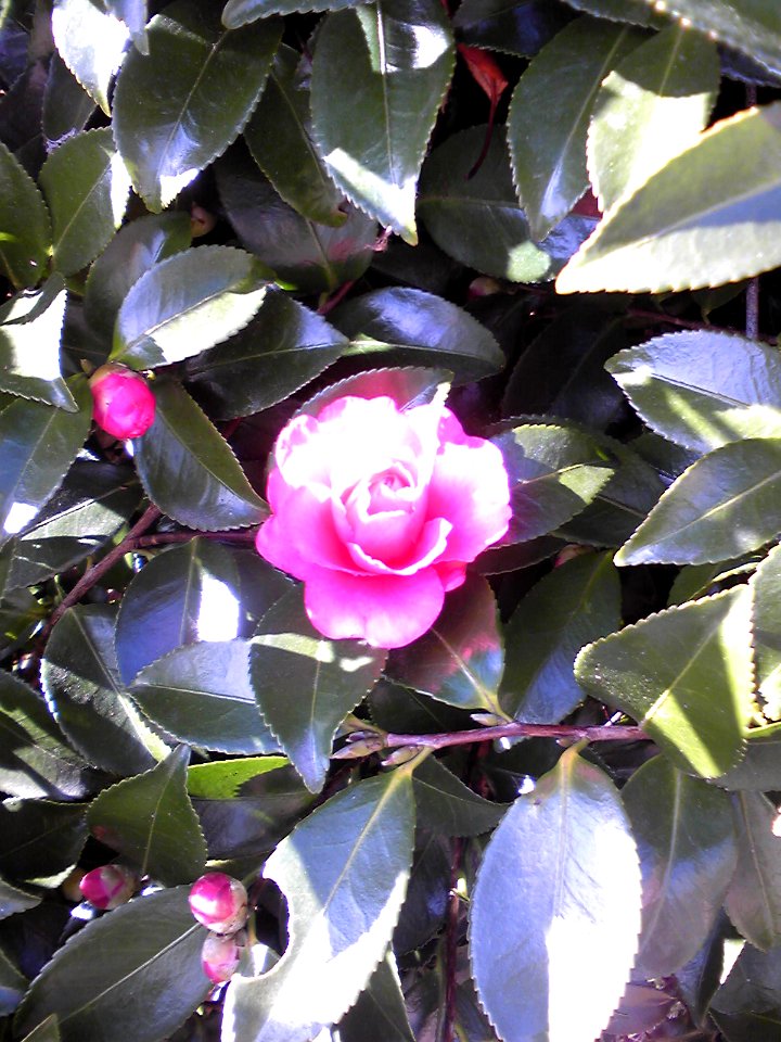Camellia