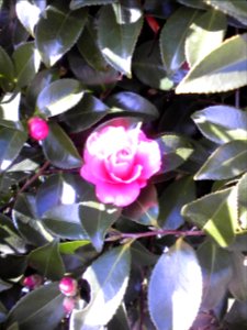 Camellia photo