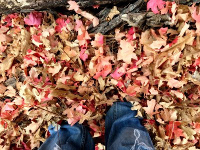 Deep in the Maple Leaves