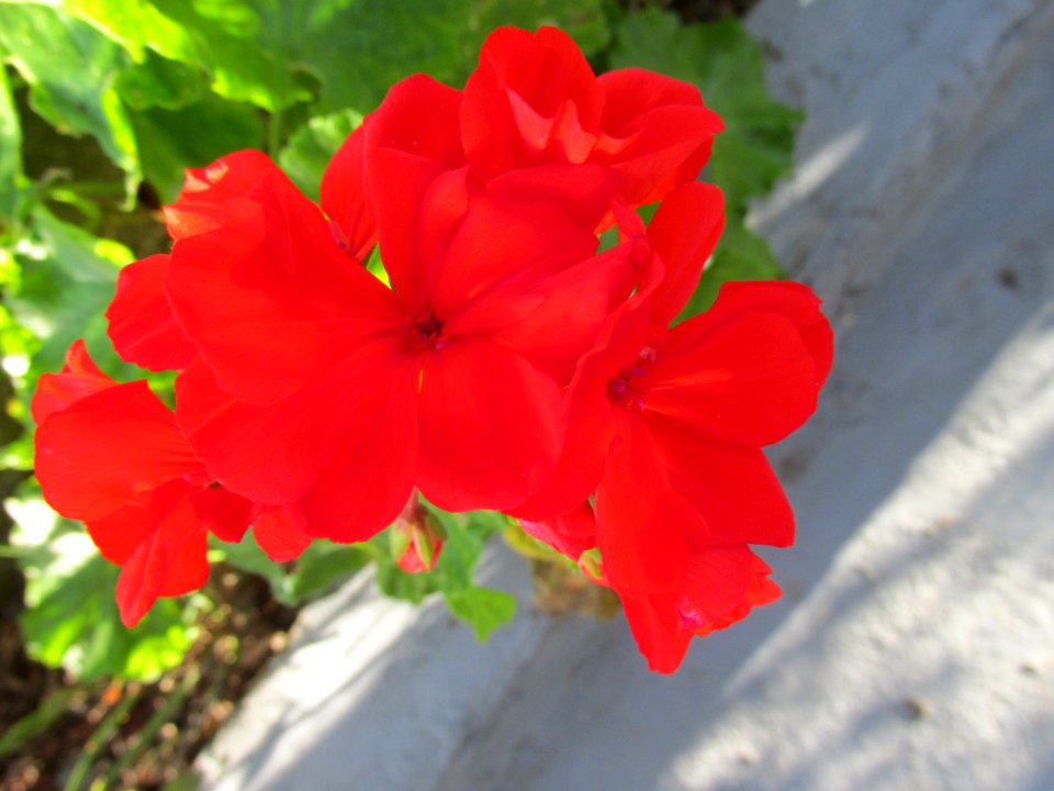 Imagem 009