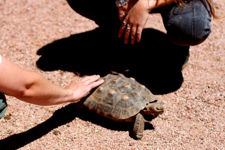 Fast Turtle