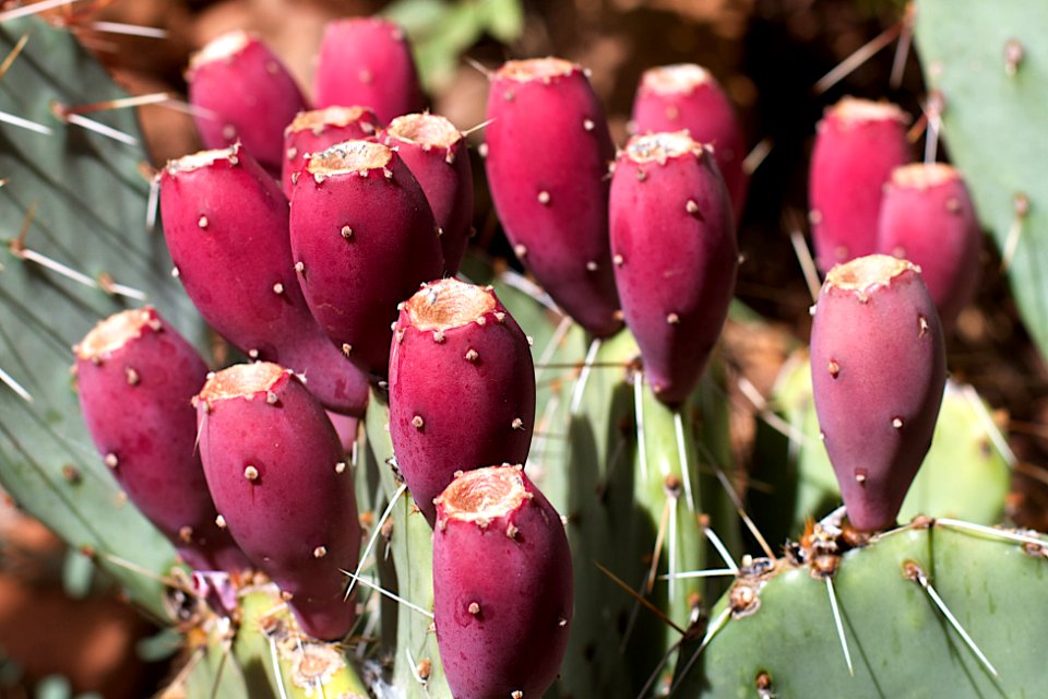Holy Prickly Pear Fruit!