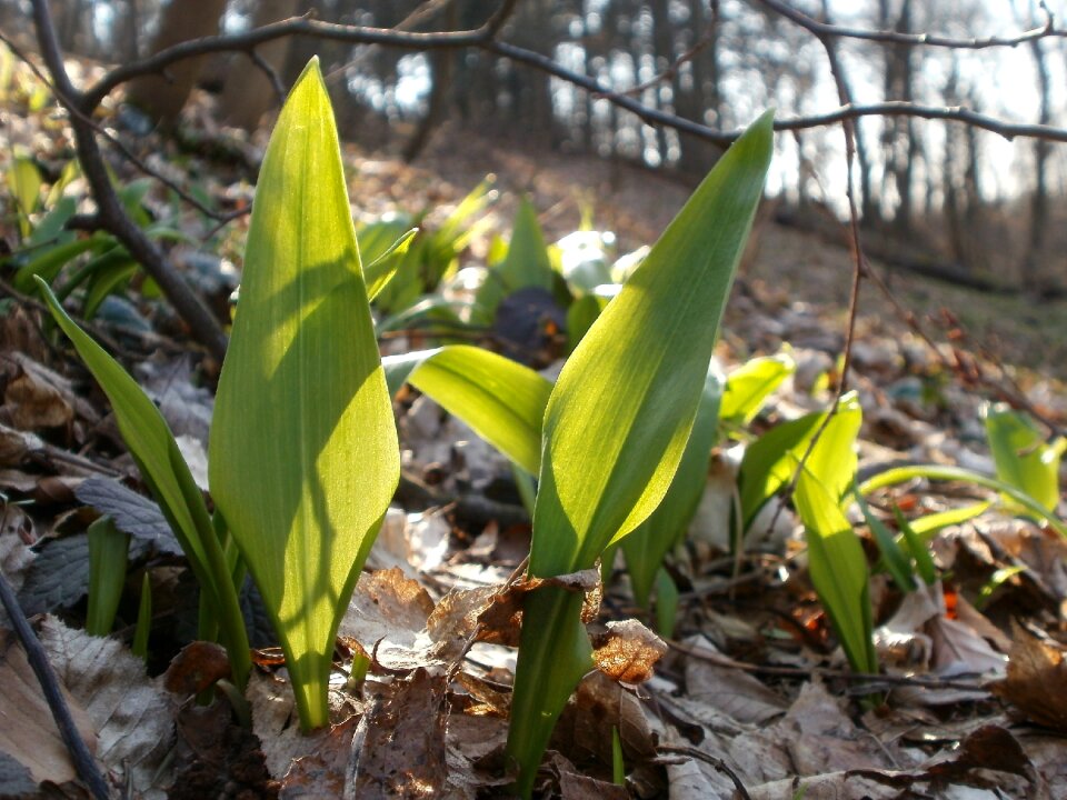 Wild spring flora