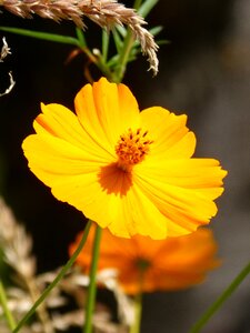 Yellow wild flower flower field