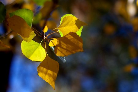 Aspen Palette