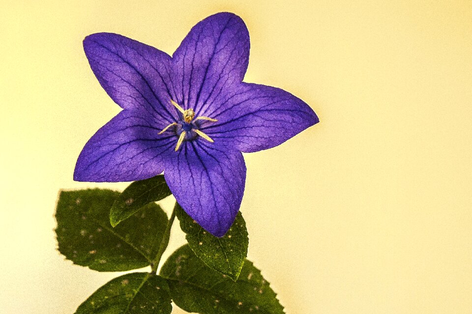 Nature garden flora