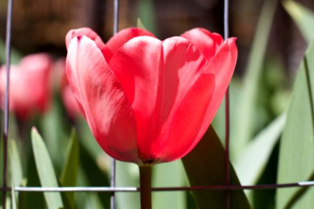 Full Bore Tulip Time