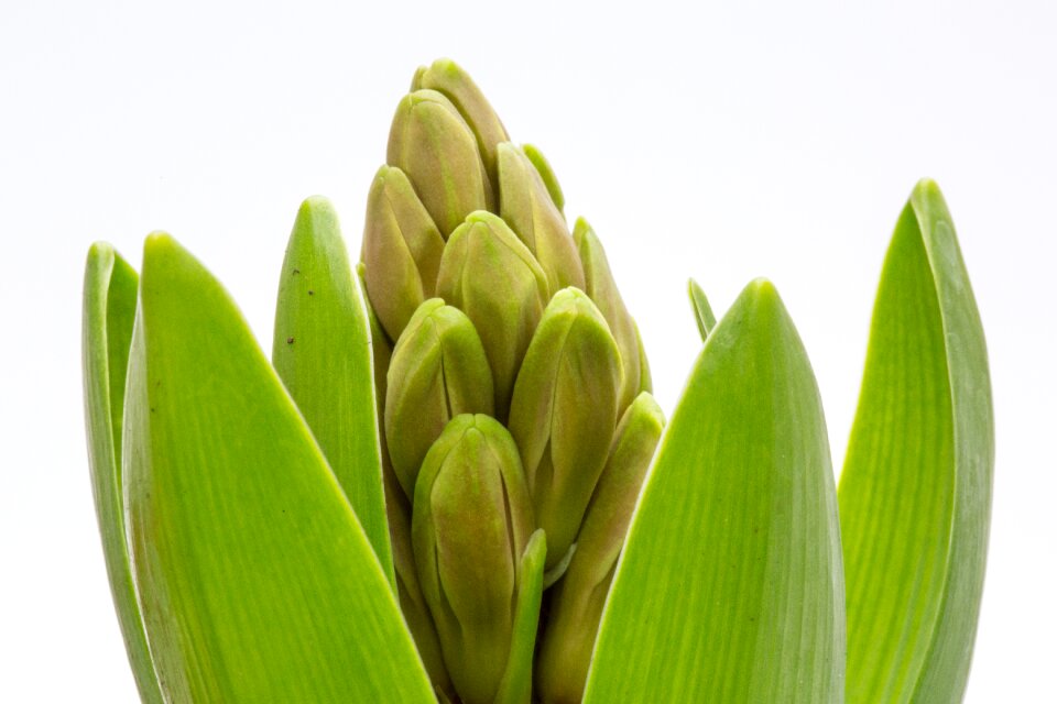 Hyacinth buds plant nature