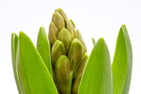 Hyacinth buds plant nature