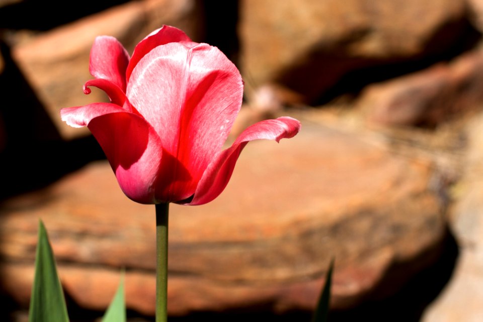 Shrugging Tulip