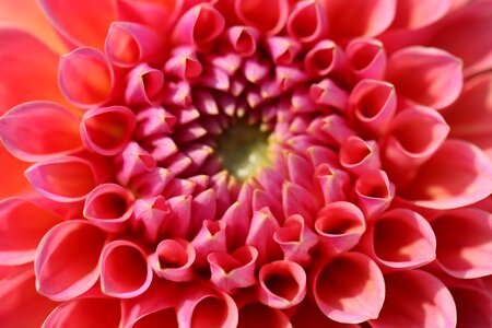 Calyx pink plant