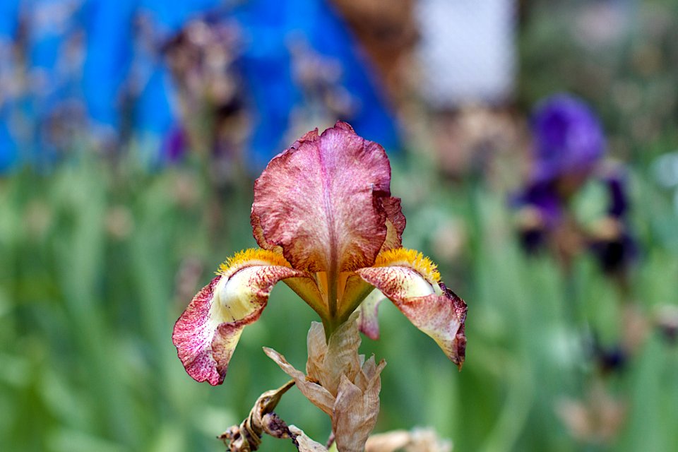 The Front Yard Iris Party Keeps Going