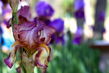 Lacy the Iris