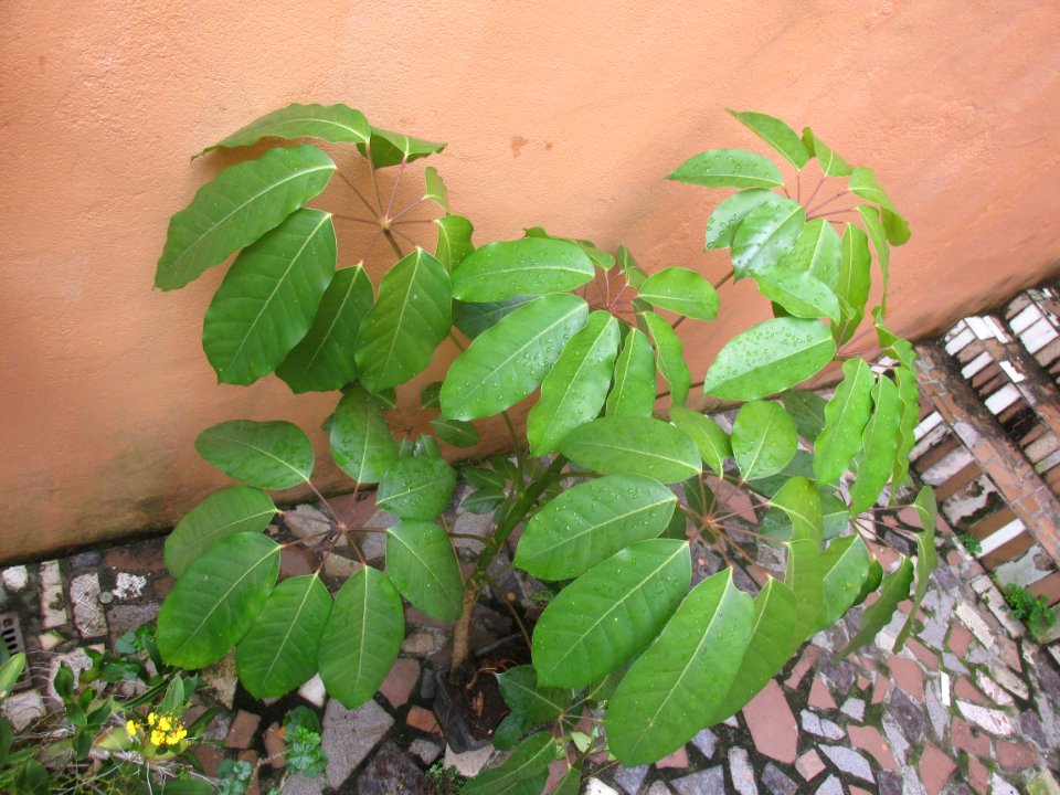 Imagem 079