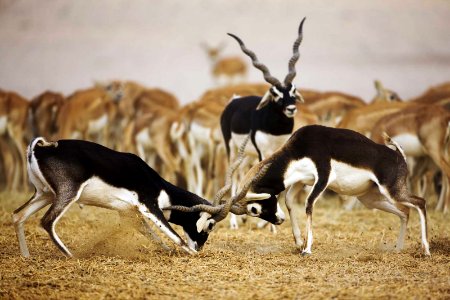 Blackbuck Fight in Sagareshwar Wildlife Sanctuary, India photo